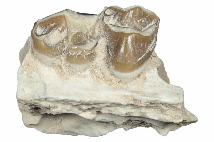 Fossil Oreodont (Merycoidodon) Jaw Section - South Dakota #300361